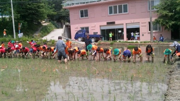 학일마을 모내기 체험.jpg