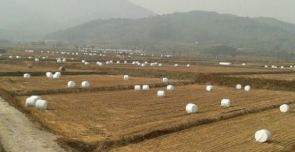 곤포사일리지.jpg