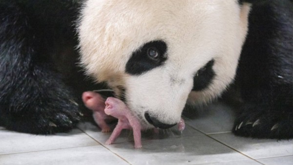 美 타임지 올해의 100대 사진_ 쌍둥이 판다 탄생 장면.jpg