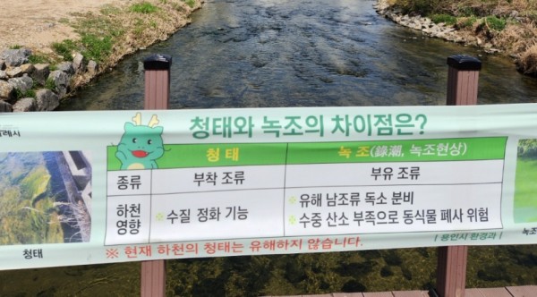 7. 용인특례시가 청태에 대해 지나치게 우려하지 않아도 된다고 안내하는 현수막을 제작해 하천 8곳에 설치했다. 사진은 탄천에 설치된 현수막..jpg