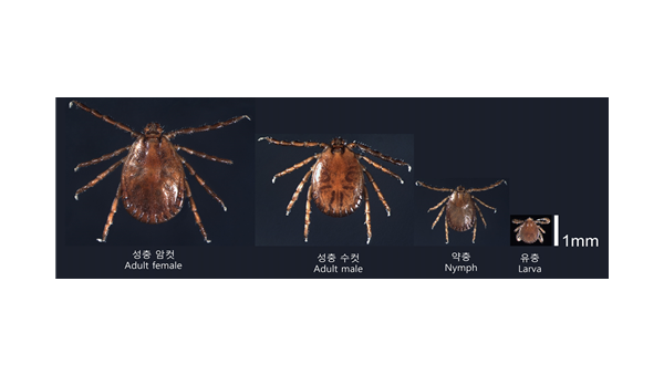 3. 참진드기.png