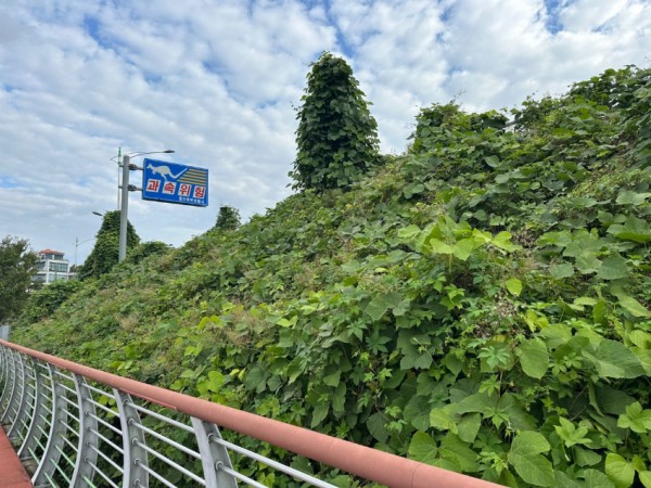2-2. 기흥호수공원 산책로에 군집한 생태계 교란 야생식물 모습(가시박, 환삼덩굴 등) (1).jpeg
