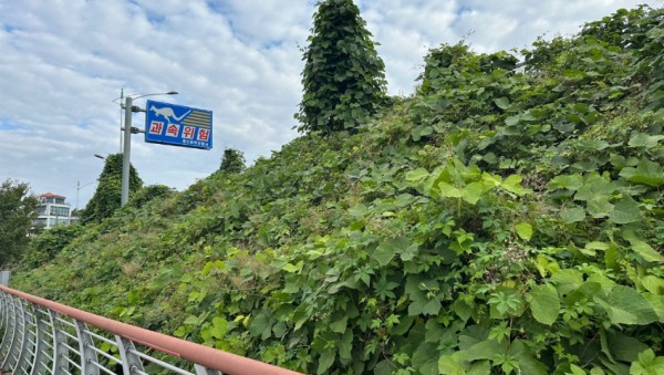 2-2. 기흥호수공원 산책로에 군집한 생태계 교란 야생식물 모습(가시박, 환삼덩굴 등) (1).jpeg