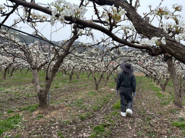 12. 용인특례시 과수화상병 예찰 사진 (1).jpeg