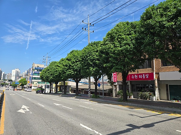 8. 처인구 가로수 정비 모습.jpg
