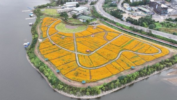 5-2. 용인특례시는 기흥호수공원에 황화코스모스 경관단지를 조성했다.jpg